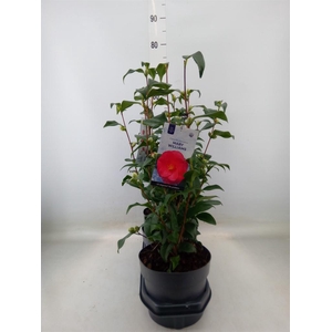 Camellia reticulata 'Mary Williams'