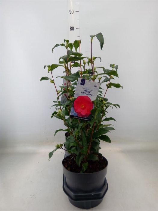 <h4>Camellia reticulata 'Mary Williams'</h4>