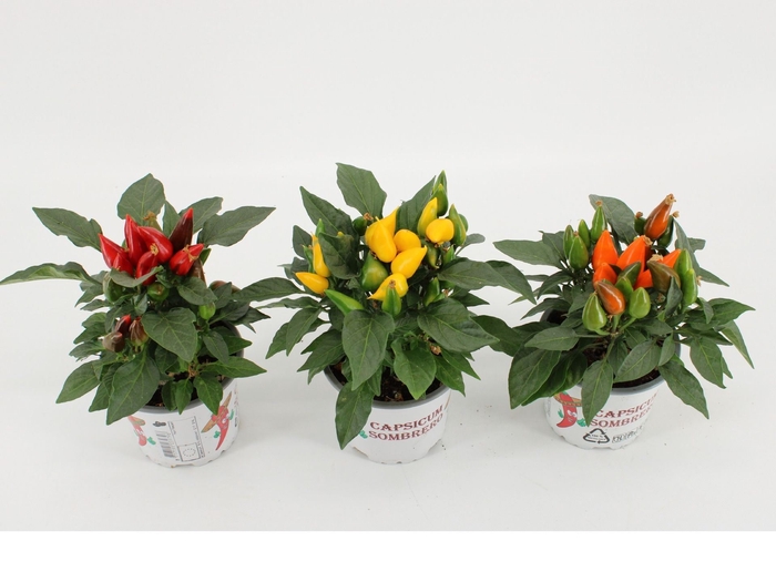 <h4>Capsicum Favorit</h4>
