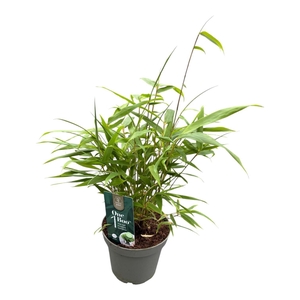 FARG RUFA