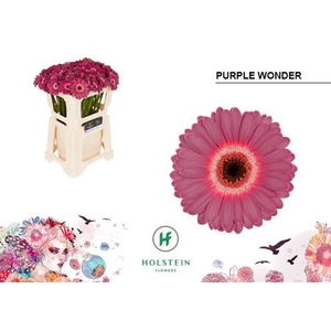 Gerbera mini Purple Wonder