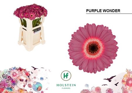 <h4>Gerbera mini Purple Wonder</h4>