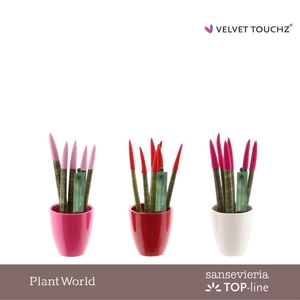 Sansevieria VELVET TOUCHZ® Love mix in Osaka keramiek