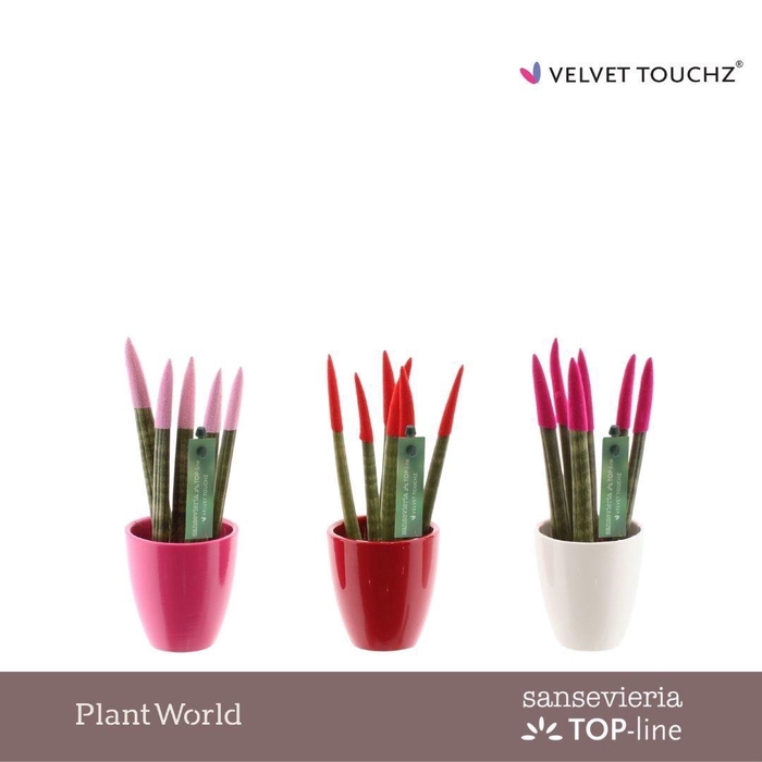 <h4>Sansevieria VELVET TOUCHZ® Love mix in Osaka keramiek</h4>