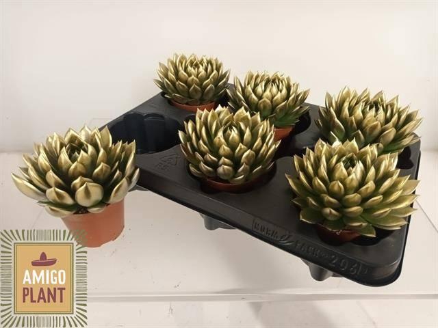 <h4>ECHEV AGAV AMI-FIEST</h4>