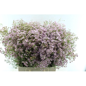 Chamelaucium Jupiter Sol