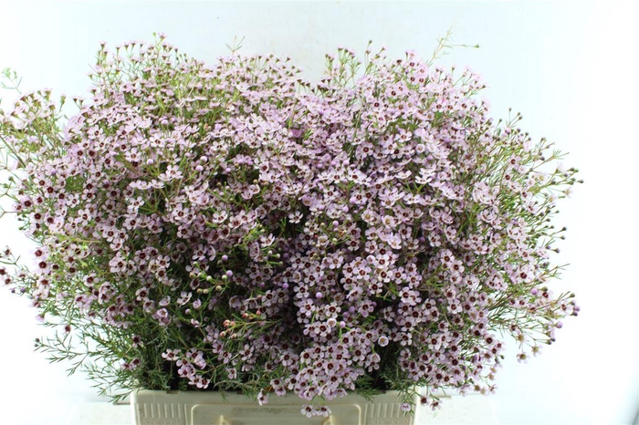 <h4>Chamelaucium Jupiter Sol</h4>