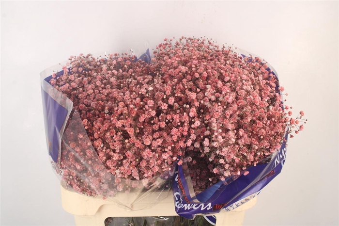 <h4>Gyps Klb Red</h4>