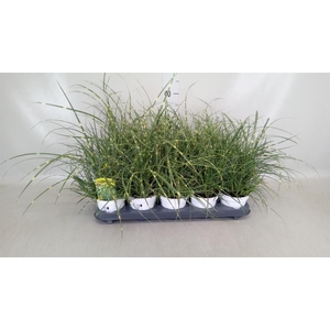 Miscanthus sin. 'Strictus'