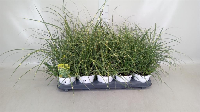 <h4>Miscanthus sin. 'Strictus'</h4>