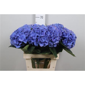 Hydr M Roy Crown Bl