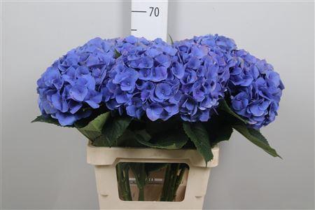<h4>Hydr M Roy Crown Bl</h4>