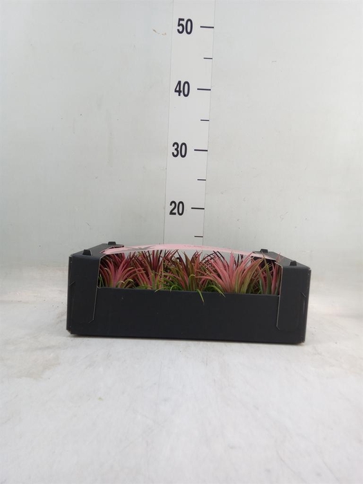 <h4>Tillandsia ionantha</h4>