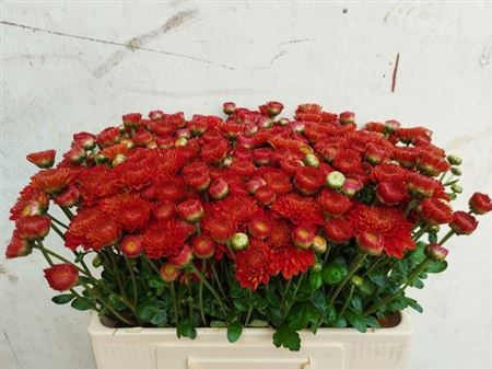 <h4>Chr Tbu Wendy Rood</h4>