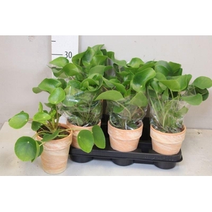 PILEA PEPEROMIOIDES