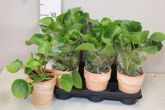 <h4>PILEA PEPEROMIOIDES</h4>