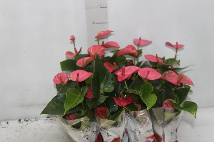<h4>ANTHURIUM ROSA P06</h4>