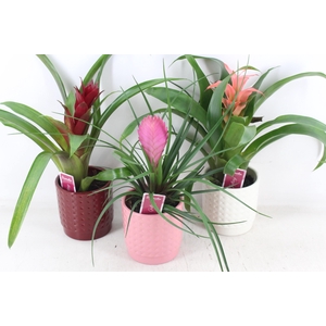 arr3 ZS - Ker. bubble mix bromelia