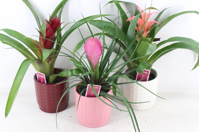 <h4>arr3 ZS - Ker. bubble mix bromelia</h4>