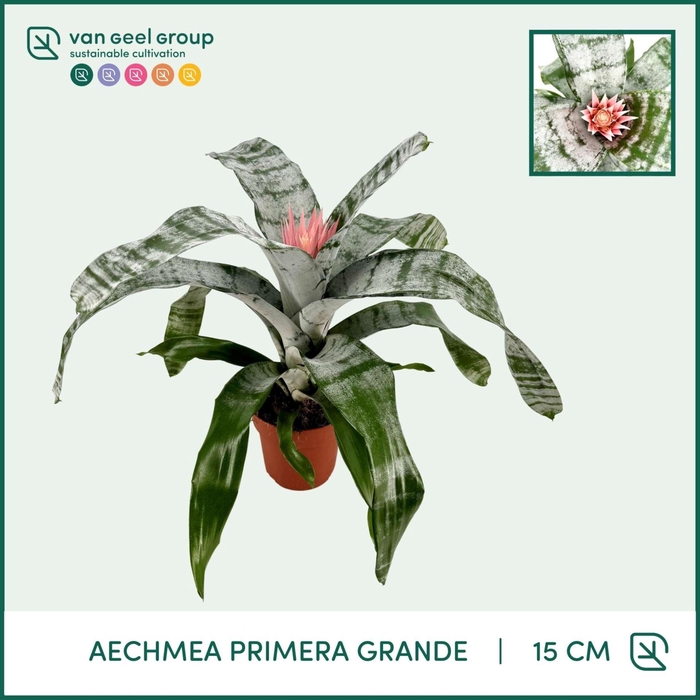 <h4>Aechmea fasciata 'Primera'</h4>