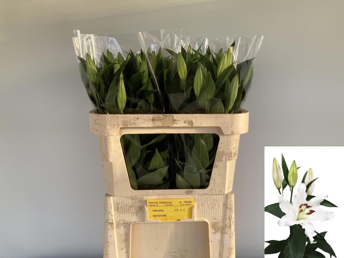 <h4>LI OR HELVETIA</h4>