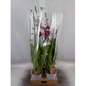 Burrageara  'Nelly Isler'