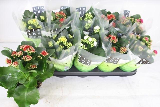 <h4>KAL GE GEM 4 KL</h4>