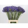 Agapanthus EYFORI Blue