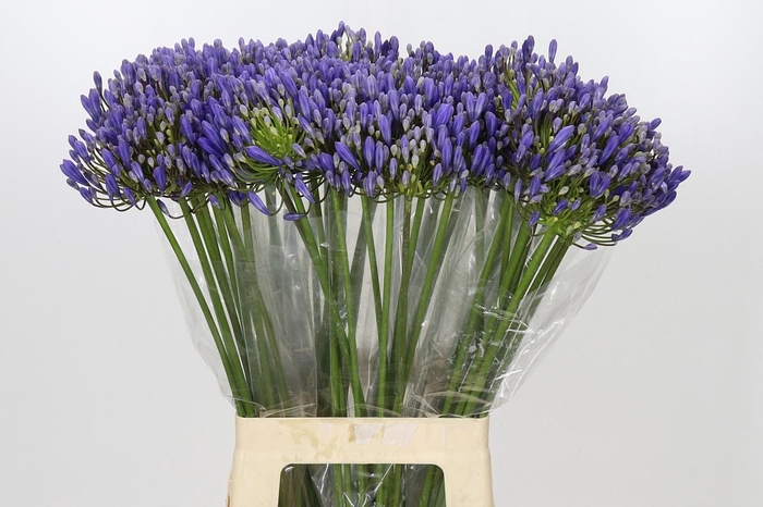 <h4>Agapanthus EYFORI Blue</h4>