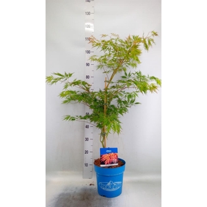 Acer pseudosieb. 'Ice Dragon'