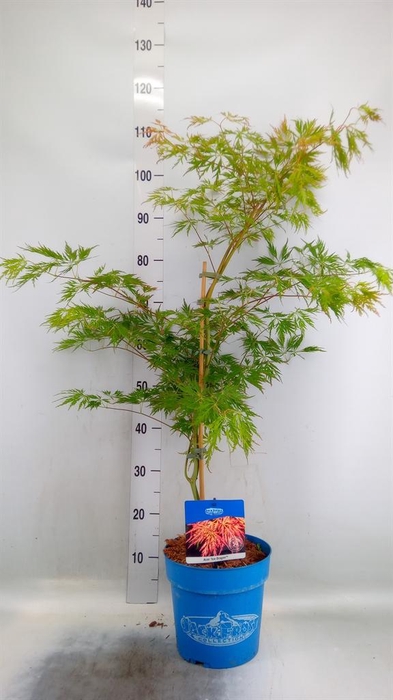 <h4>Acer pseudosieb. 'Ice Dragon'</h4>
