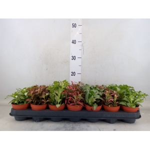 Fittonia   ...mix 7