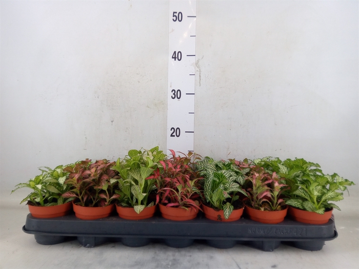 <h4>Fittonia   ...mix 7</h4>