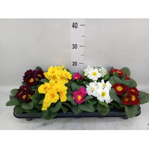 Primula ac.   ...mix