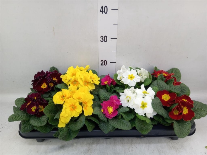 <h4>Primula ac.   ...mix</h4>