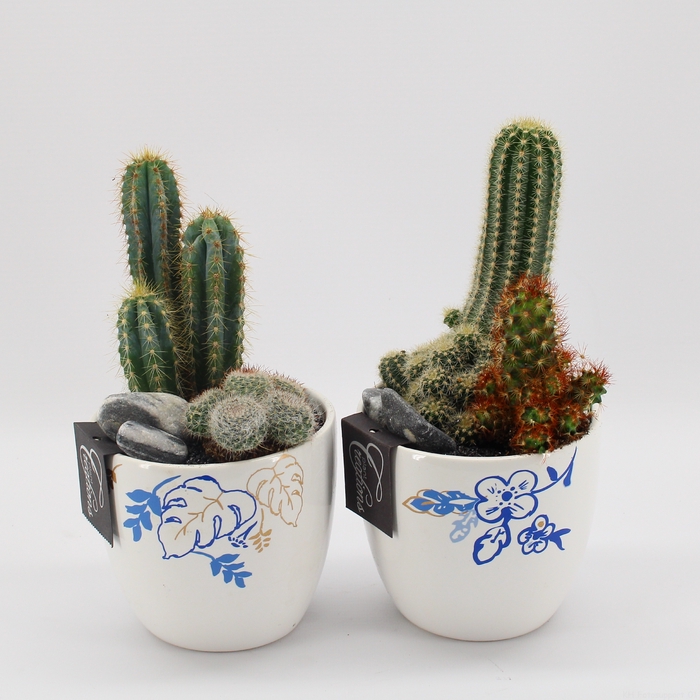 CTCR-2413 Cactus Essentials