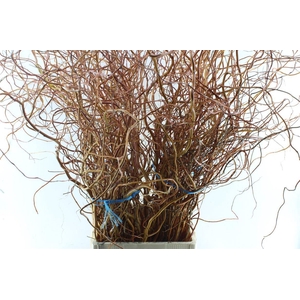 Salix Ov Bs Orange Extra