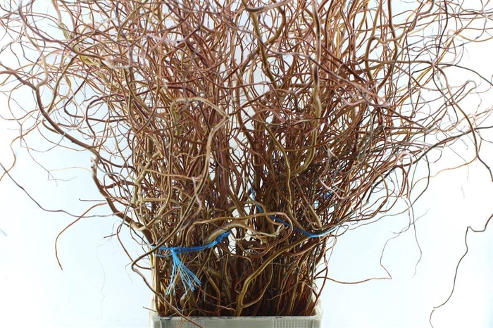 <h4>Salix Ov Bs Orange Extra</h4>