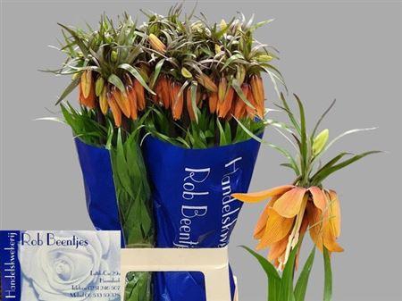 <h4>Frit Im Orange Beaut 80cm</h4>