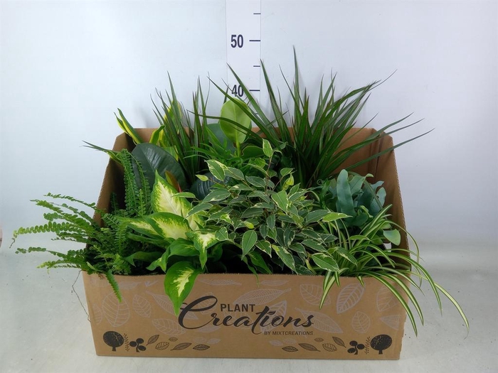 <h4>Planten Groen ...mix 12</h4>