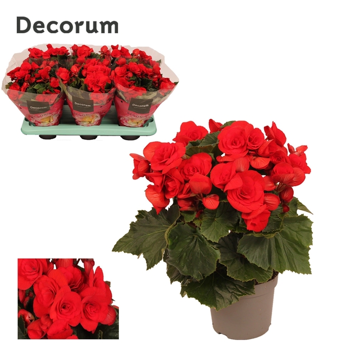 <h4>Begonia ''baladin'' rood 13cm Decorum</h4>