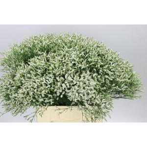 Lim. Sin Sen Tip Top