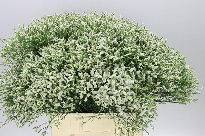 <h4>Lim. Sin Sen Tip Top</h4>