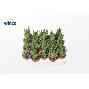 Aloe Mitriformis Ssp.