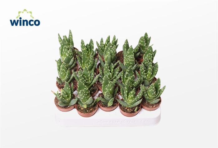 <h4>Aloe Mitriformis Ssp.</h4>