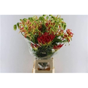 Gloriosa Southern Wind Japan