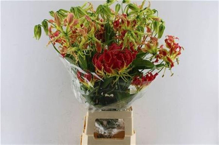 <h4>Gloriosa Southern Wind Japan</h4>