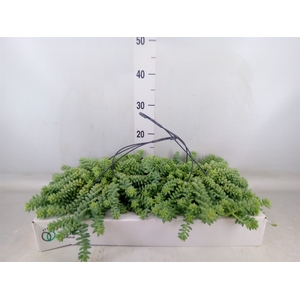 Sedum burrito