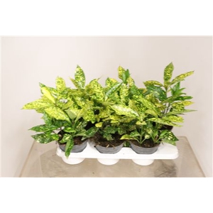 Aucuba Japonica Overig Aucuba Japonica Ov
