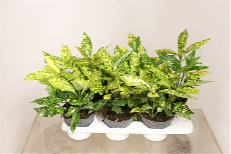 <h4>Aucuba Japonica Overig Aucuba Japonica Ov</h4>